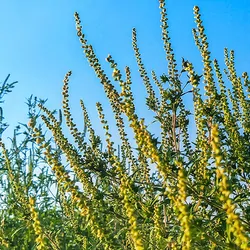 Ragweed in the summer on a sunny day