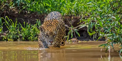 A jaguar moving into the water in the jungle 