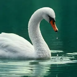 White swan on a green lake