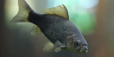 Prussian carp (Carassius gibelio) underwater