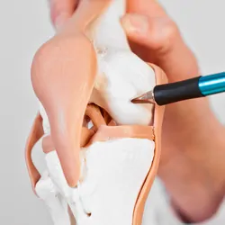 Using pen to point to model of knee joint