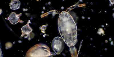 Microscope image of plankton 