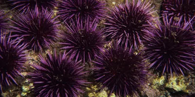 Sea Urchins, California. Strongylocentrotus purpuratus