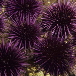 Sea Urchins, California. Strongylocentrotus purpuratus