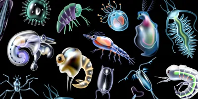 Plankton colored luminescent icons set in cartoon style on black background