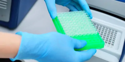 a scientist's gloved hand holding a microplate in the lab performing a pcr qpcr test