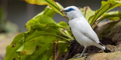 The Bali myna in the wild