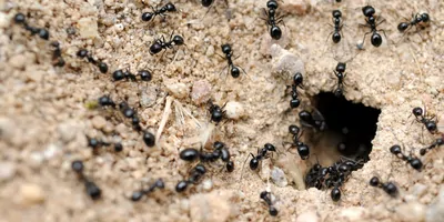 Ants gathered outside of an anthill