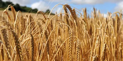 Close up on a crop of barley in a field