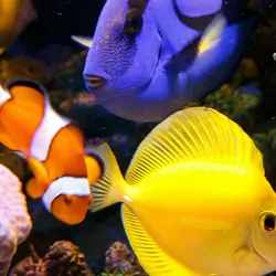 Paracanthurus hepatus and zebrasoma flavescens with Clownfish