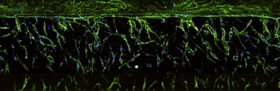 organ on a chip assay magnified