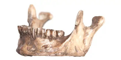 Human lower jaw isolate on a white background