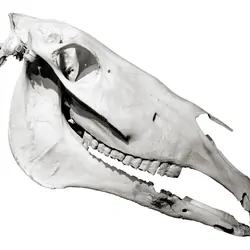 Horse skull profile isolated on white background