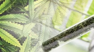Measuring Chemicals in Cannabis