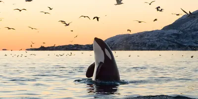 Killer wahle breaching under some birds at dusk