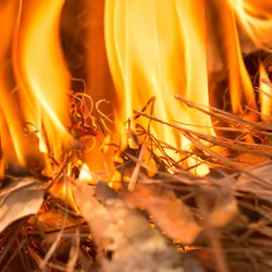Fire Burning through Forest Floor