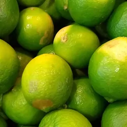 Lemons in a tropical fruit market infected with HLB yellow dragon citrus greening