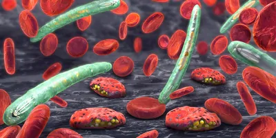 3d illustration of blood cells, plasmodium causing malaria disease