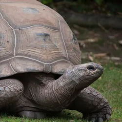 Aldabra giant tortoise