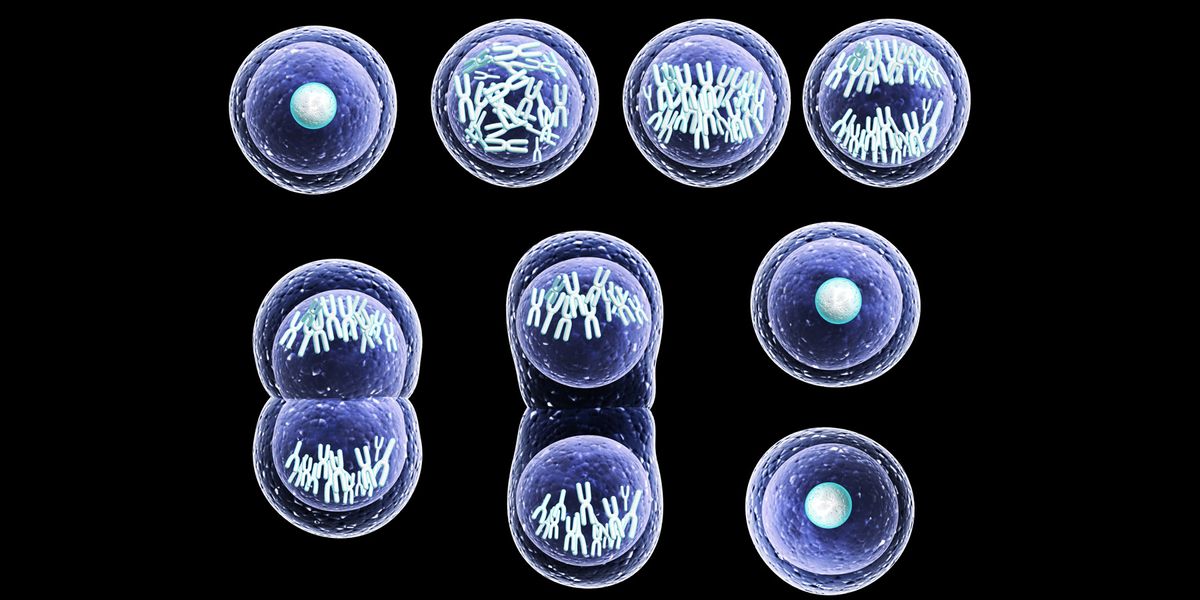 Sexual Reproduction