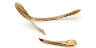 Broken Wishbone isolated on white