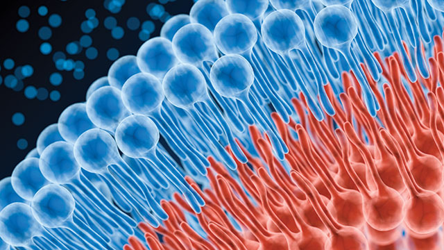 lipid studies with CAD