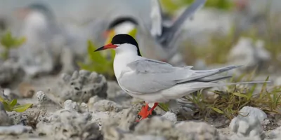 Roseate tern with red legs and beak
