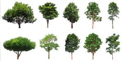Tree collection, Beautiful large, tropical tree set suitable for use in design or decoration, isolated on a white background