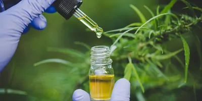scientist holding a dropper of cannabis hemp oil in front of cannabis leaves