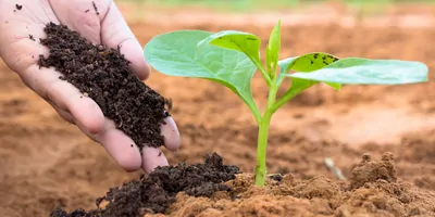 Close up Farmer hand giving plant organic humus fertilizer to plant