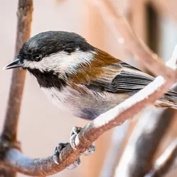 Close up of Chestnut backed Chickadee