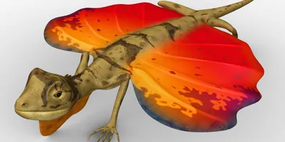 Draco dussumieri, commonly known as the southern flying lizard