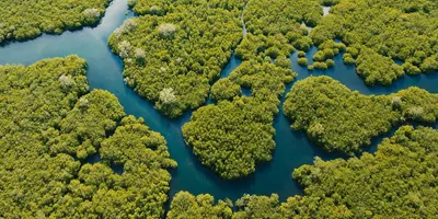 Aerial view of mangrove forest and river