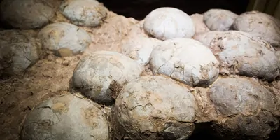 Fosslized Hadrosaur eggs