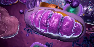 Organelles inside Eukaryote, focus on mitochondria, 3d illustration