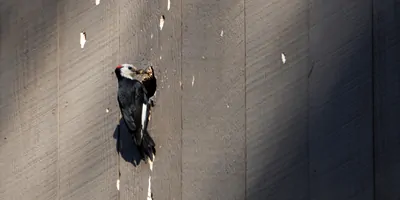 Male woodpecker pecks at nest