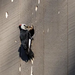 Male woodpecker pecks at nest