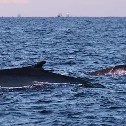 Fin whales, Balaenoptera physalus, swimming in the ocean
