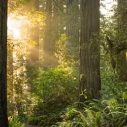 Sunlight flooding through a forest