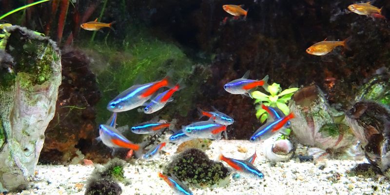 Studying Animal Swarms May Help Us Improve Smart Technology | Lab Manager
