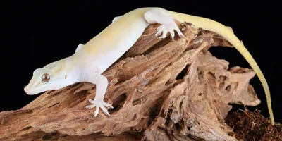 Golden Gecko on a log on a black background