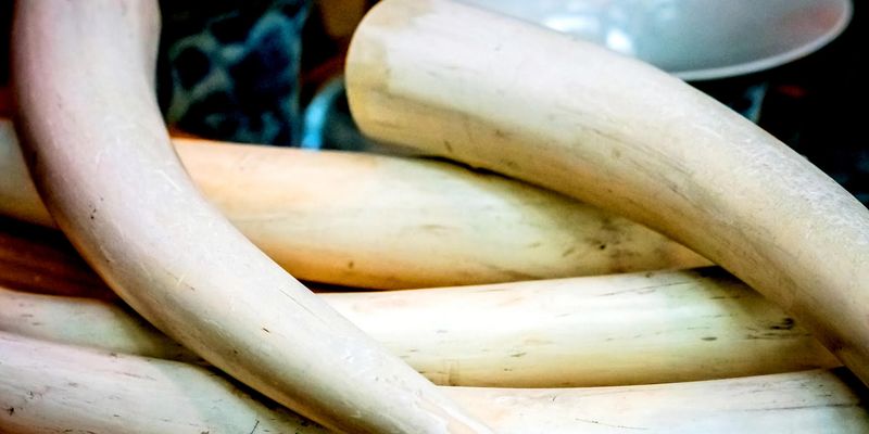 Isotope Data Strengthens Suspicions of Ivory Stockpile Theft | Lab Manager