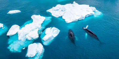 Two humpback whales swiming in the Arctic ocean