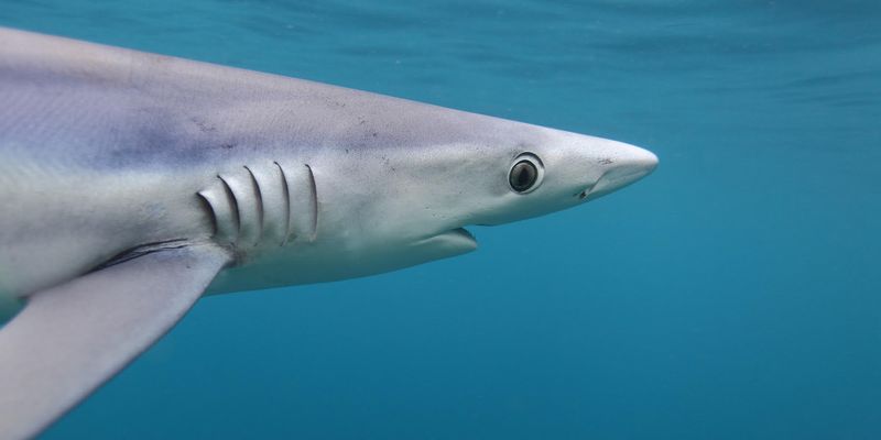 New Research Rewrites the Evolutionary Story of Gills | Lab Manager