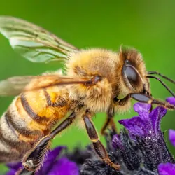 Honeybee on a flower
