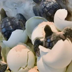 Newly hatched baby sea turtles