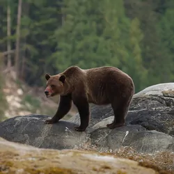 Female Grizzly Bear and her cub