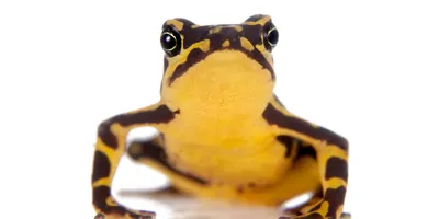 Harlequin frog on a white background