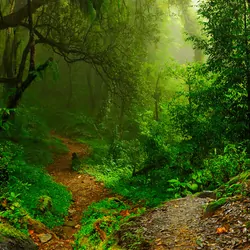 Jungle path in Nepal