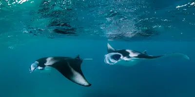 Manta rays swimming underwater